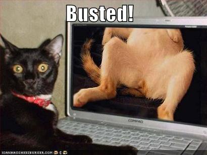 funny-pictures-porn-watching-cat.jpg