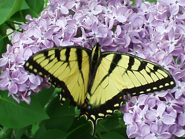 Butterfly_Lilacs.jpg