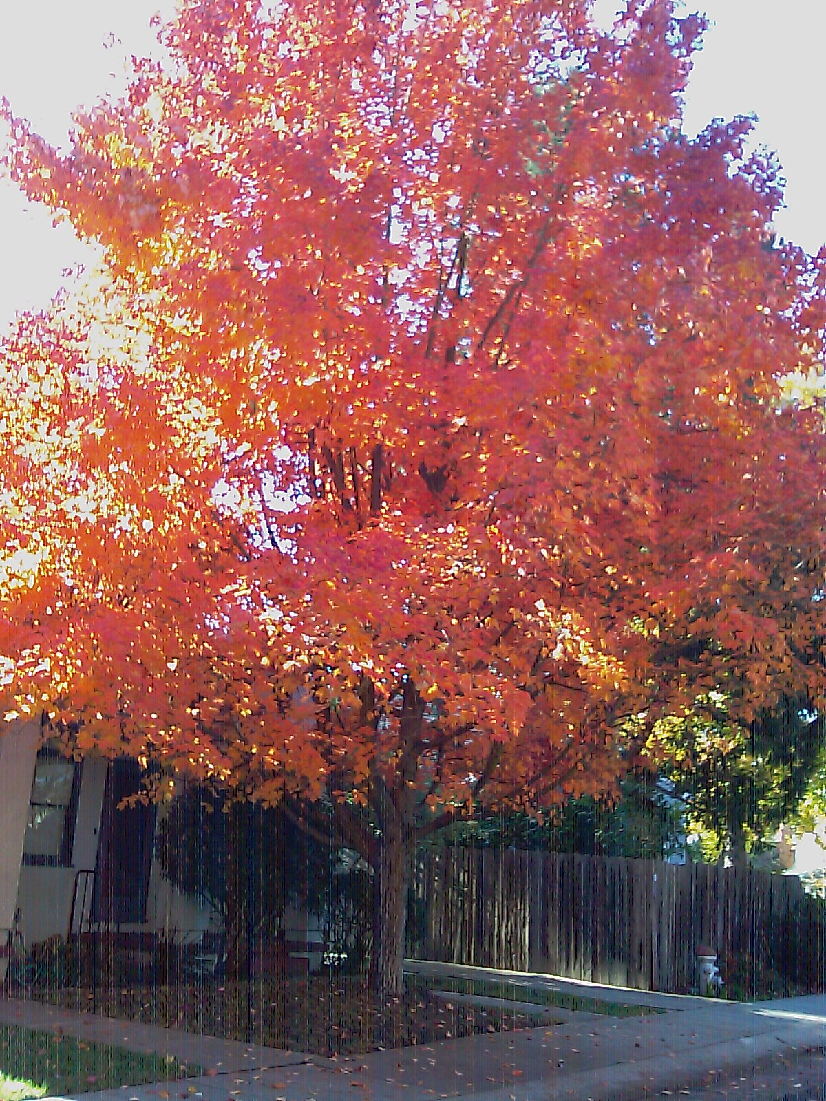 D_st_tree_this_fall_12-06-09.jpg