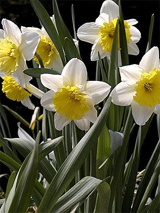 Daffodills_5922_EM.jpg