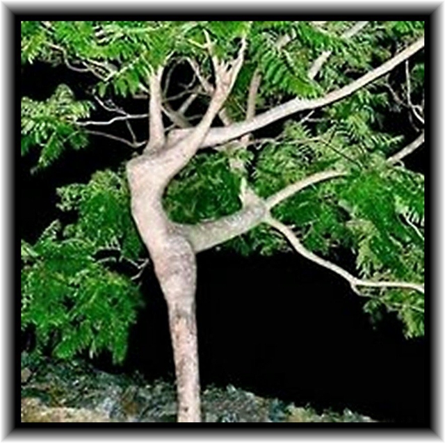 Tree_Ballet.jpg