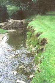 eroded stream bank