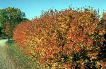 photo of windbreak